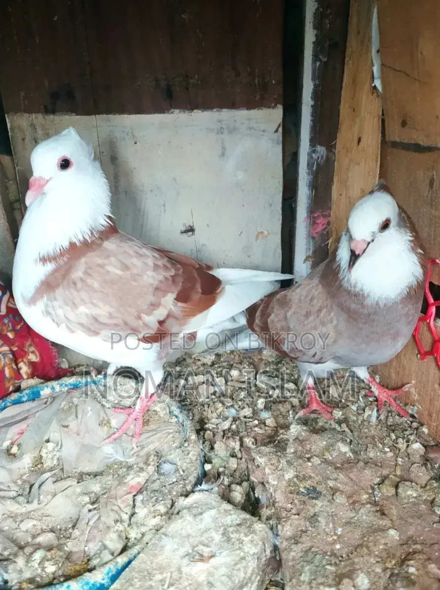 A pair of running Milli Raj Golla pigeons for sale