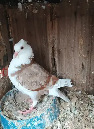 A pair of running Milli Raj Golla pigeons for sale