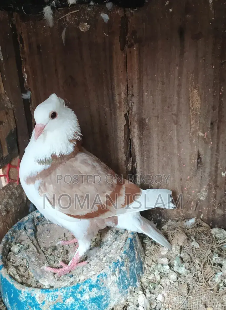 A pair of running Milli Raj Golla pigeons for sale