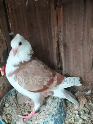 A pair of running Milli Raj Golla pigeons for sale