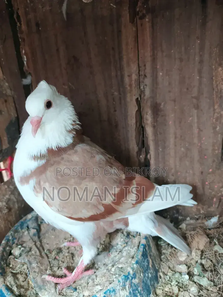 A pair of running Milli Raj Golla pigeons for sale