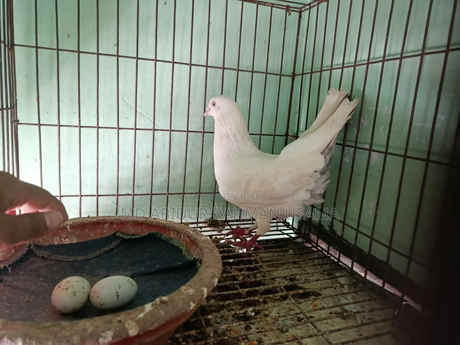 I have an Indian Kaldam male pigeon available for sale.