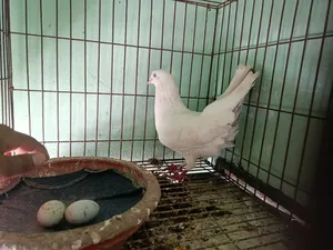 I have an Indian Kaldam male pigeon available for sale.
