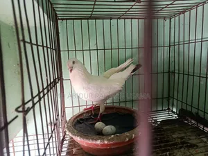I have an Indian Kaldam male pigeon available for sale.