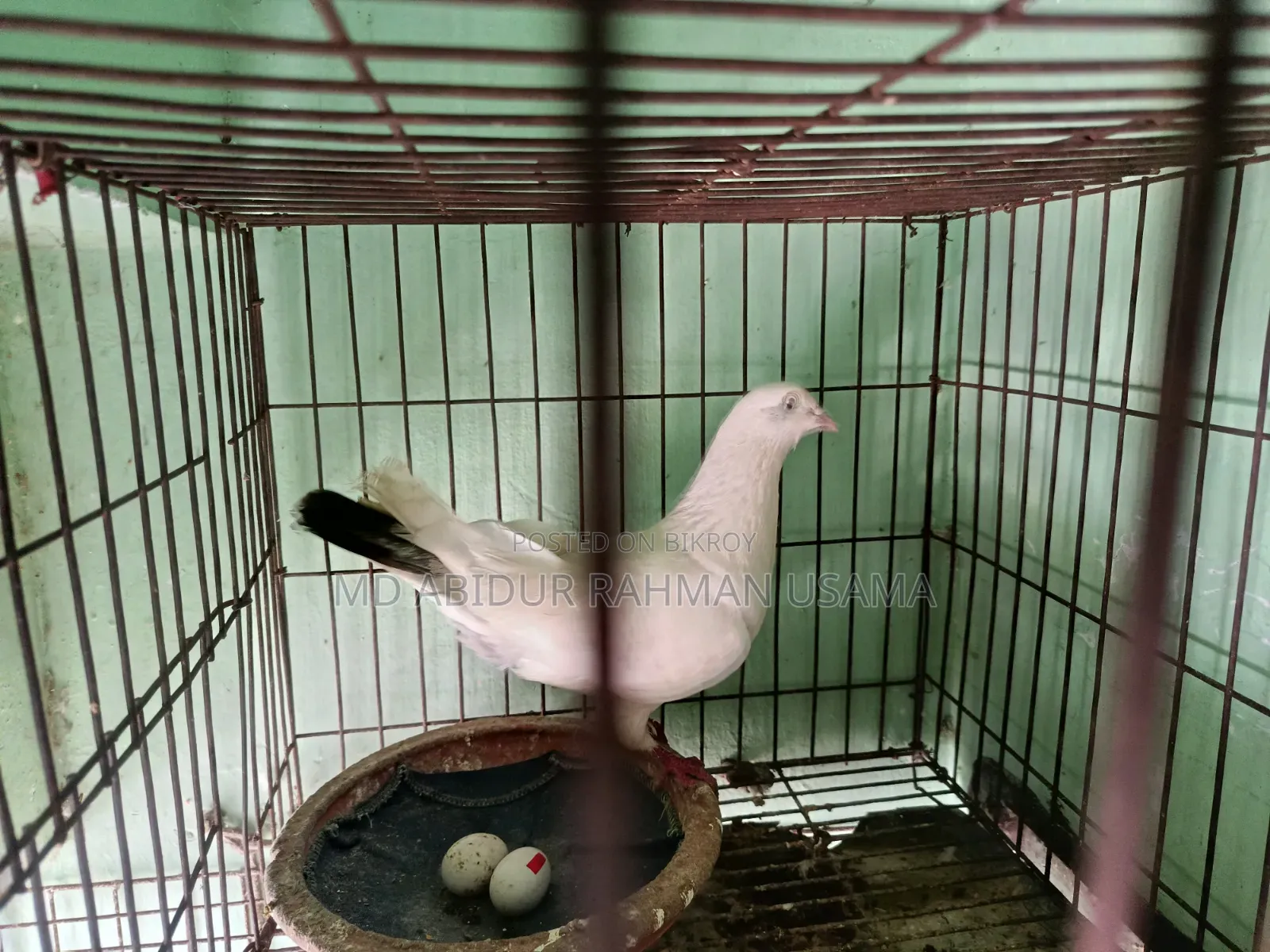 I have an Indian Kaldam male pigeon available for sale.