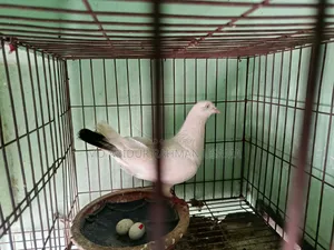 I have an Indian Kaldam male pigeon available for sale.