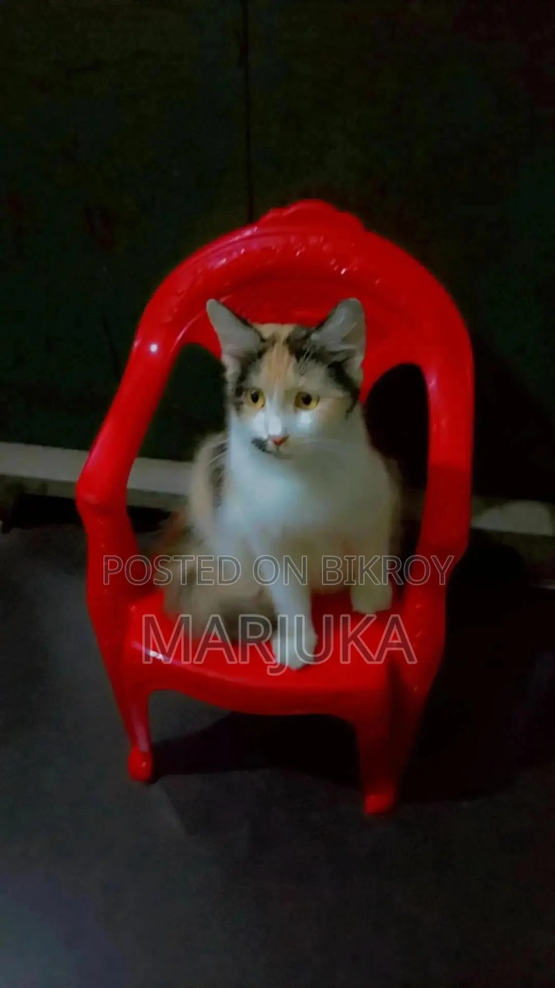 1+ Year Female Mixed Breed Persian