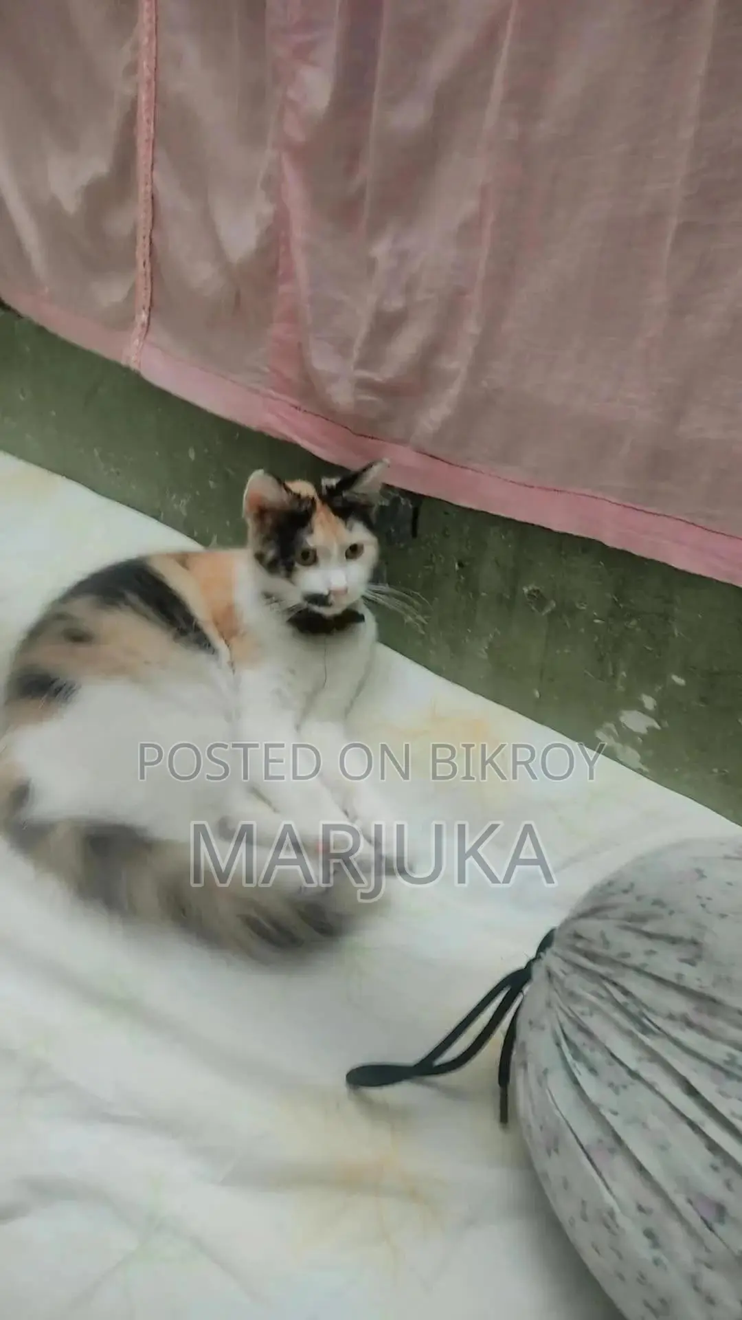 1+ Year Female Mixed Breed Persian