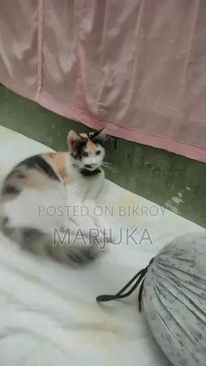 1+ year Female Mixed Breed Persian