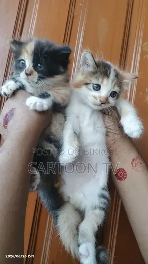 1-3 months Female Mixed Breed Persian
