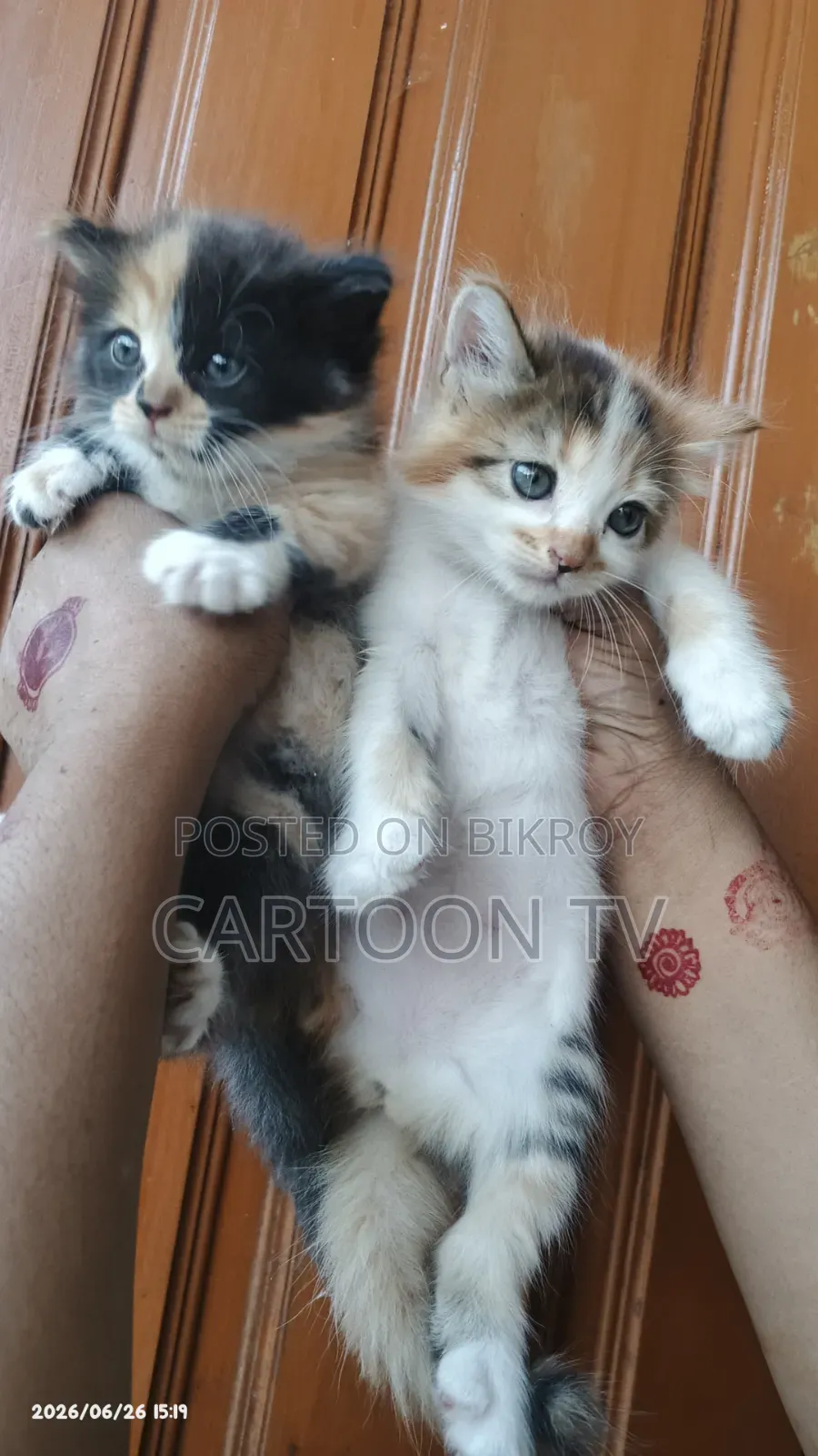 1-3 Months Female Mixed Breed Persian