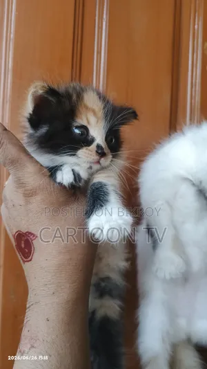 1-3 Months Female Mixed Breed Persian