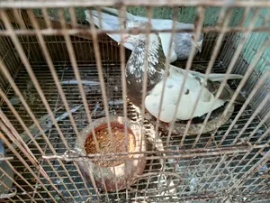 A pair of Khaki pigeons for sale, let me know if you need them.