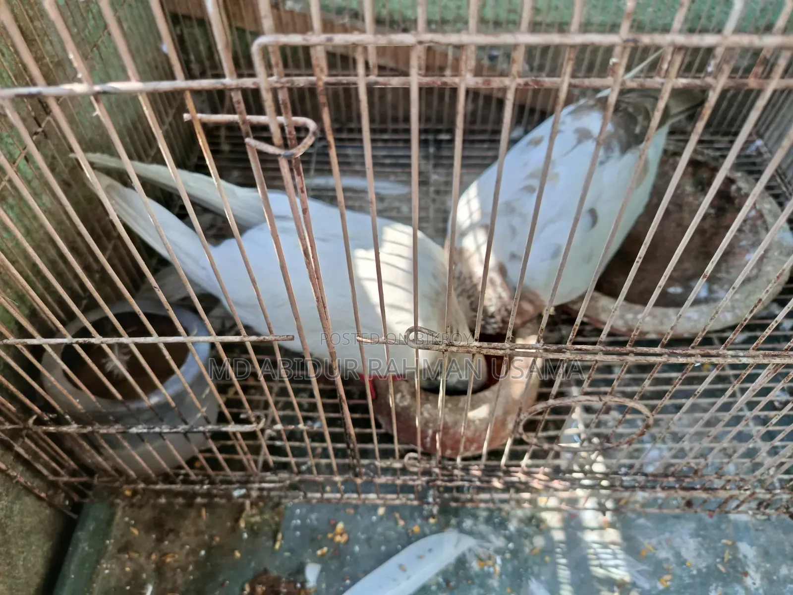 A pair of Khaki pigeons for sale, let me know if you need them.