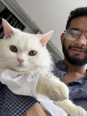 6-12 months Male Purebred Persian