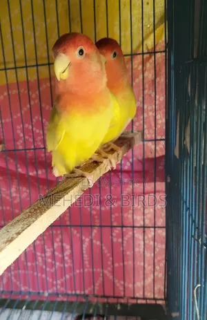 Love Bird (Master Pair)