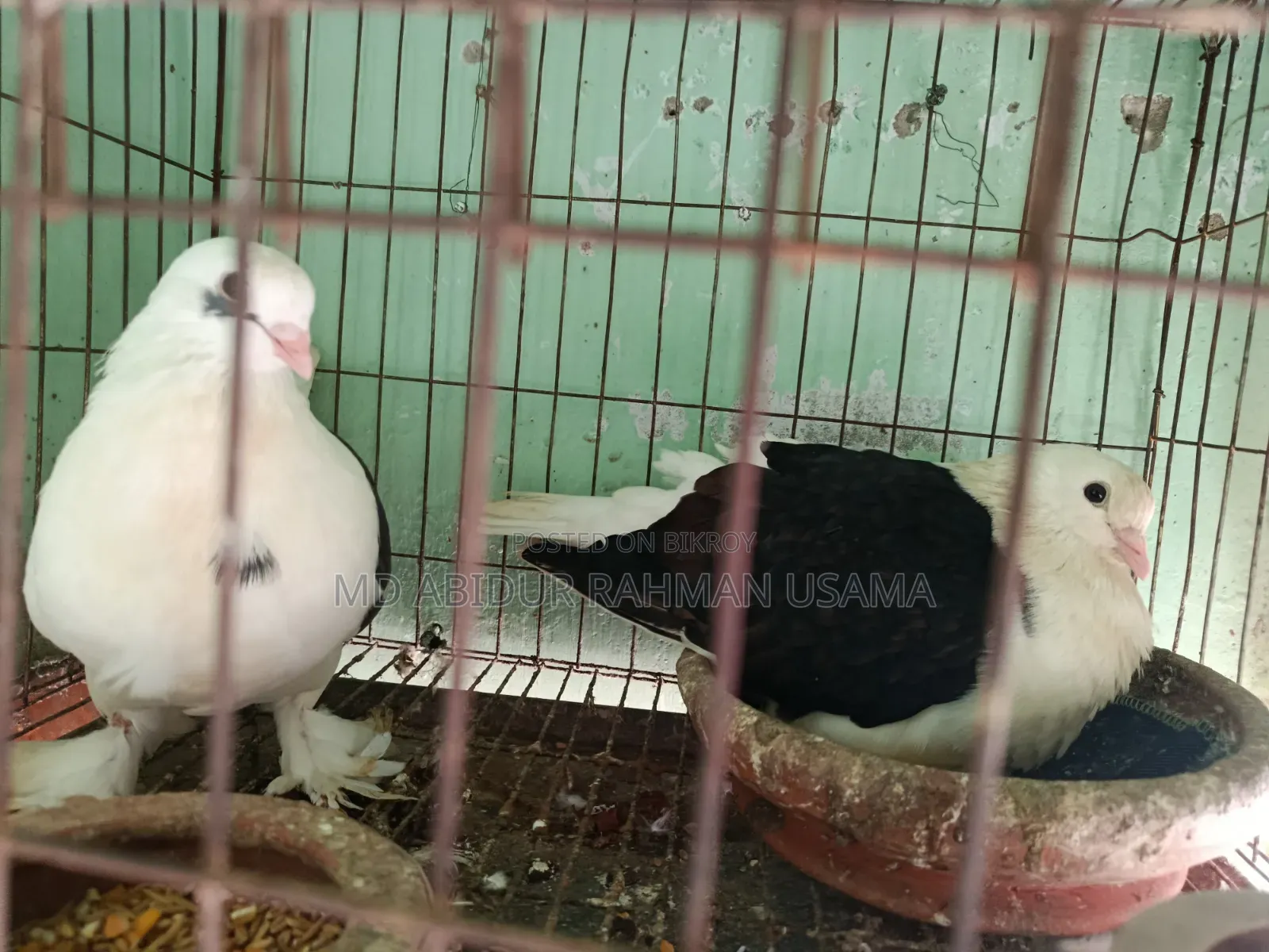 Show-quality Shirazi pigeon pair for sale