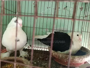 Show-quality Shirazi pigeon pair for sale