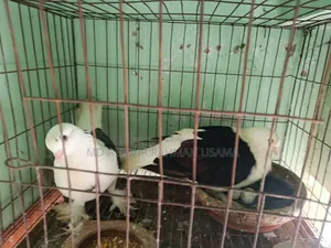 Show-quality Shirazi pigeon pair for sale