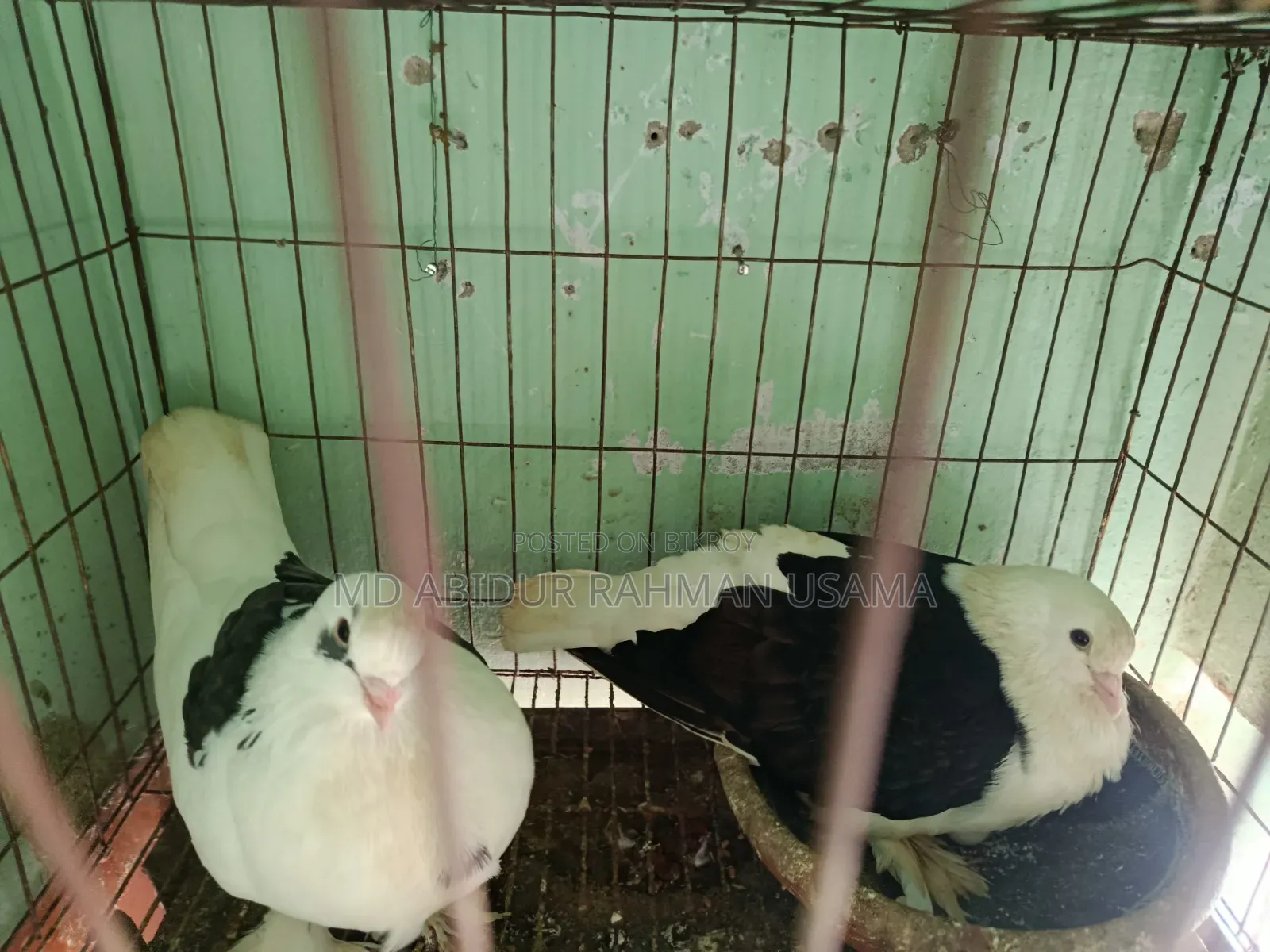Show-quality Shirazi pigeon pair for sale