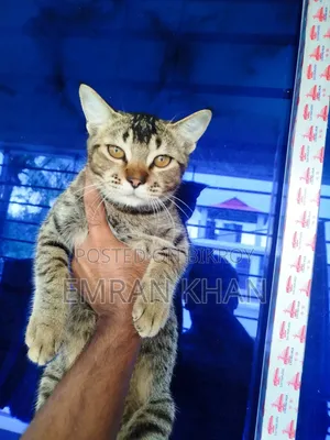 1-3 Months Male Mixed Breed Persian