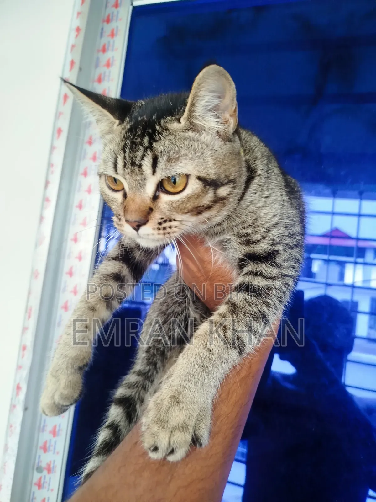 1-3 Months Male Mixed Breed Persian