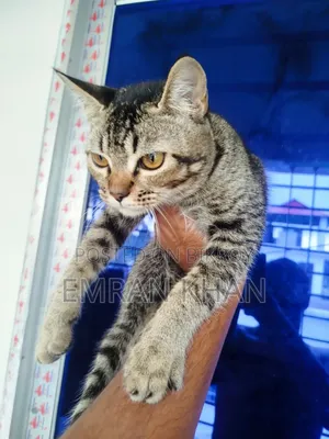 1-3 Months Male Mixed Breed Persian