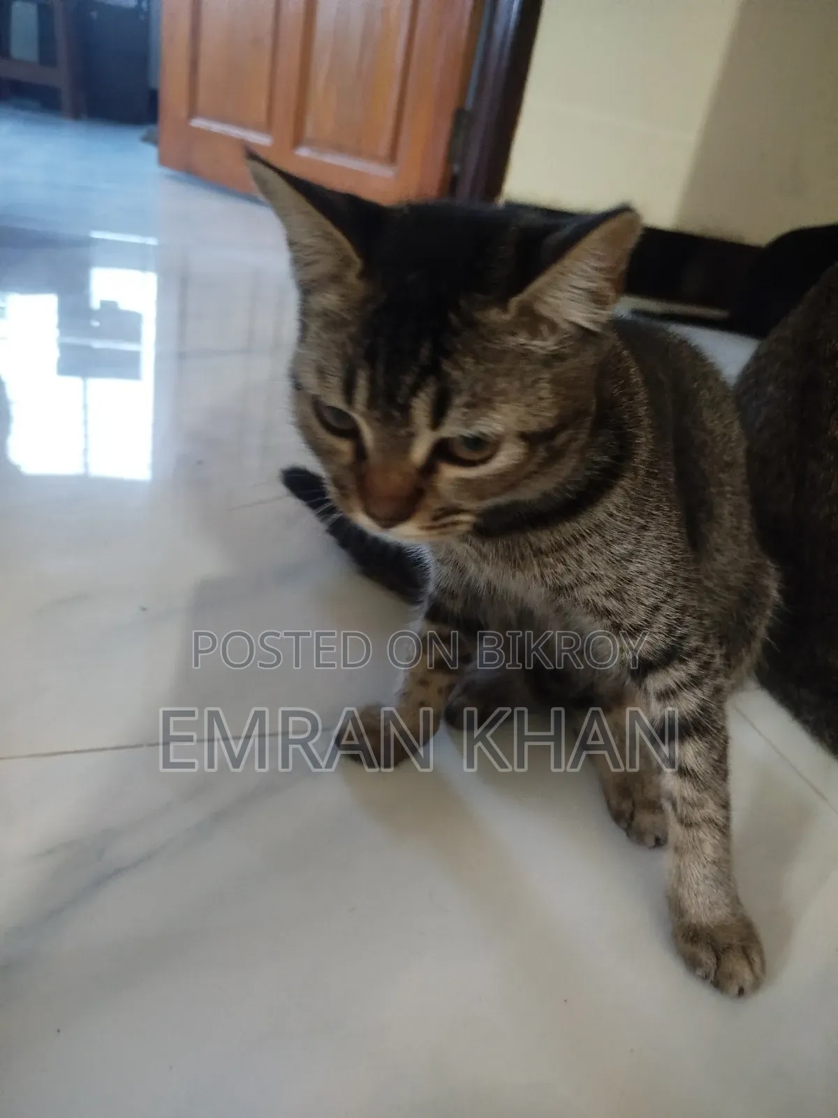 1-3 Months Male Mixed Breed Persian