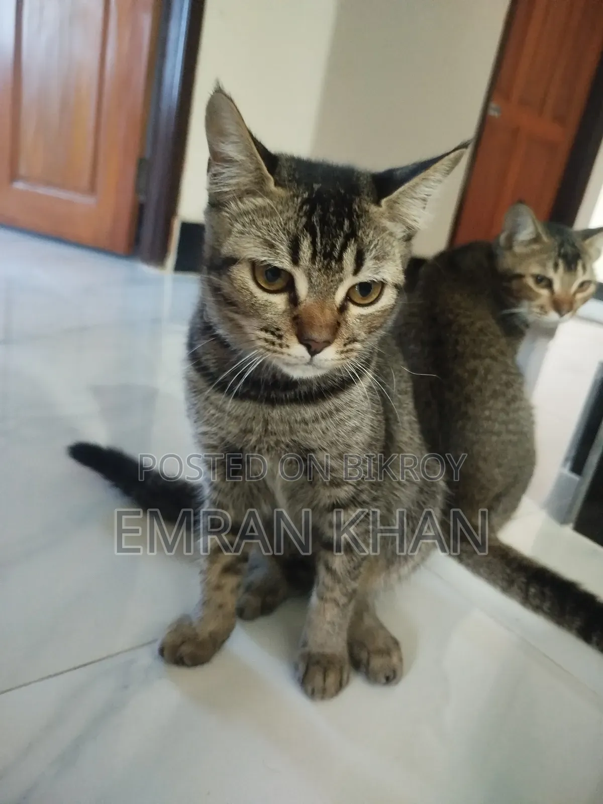 1-3 Months Male Mixed Breed Persian