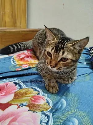 1-3 Months Male Mixed Breed Persian