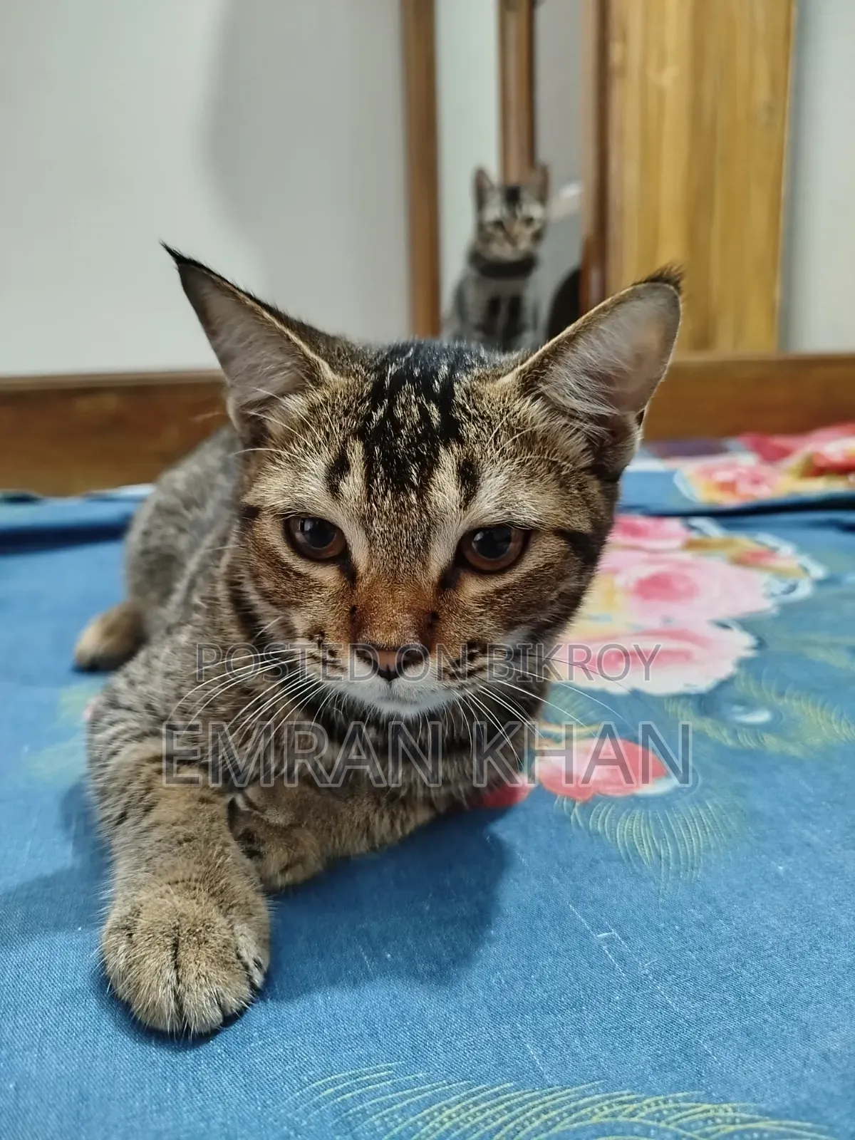 1-3 Months Male Mixed Breed Persian