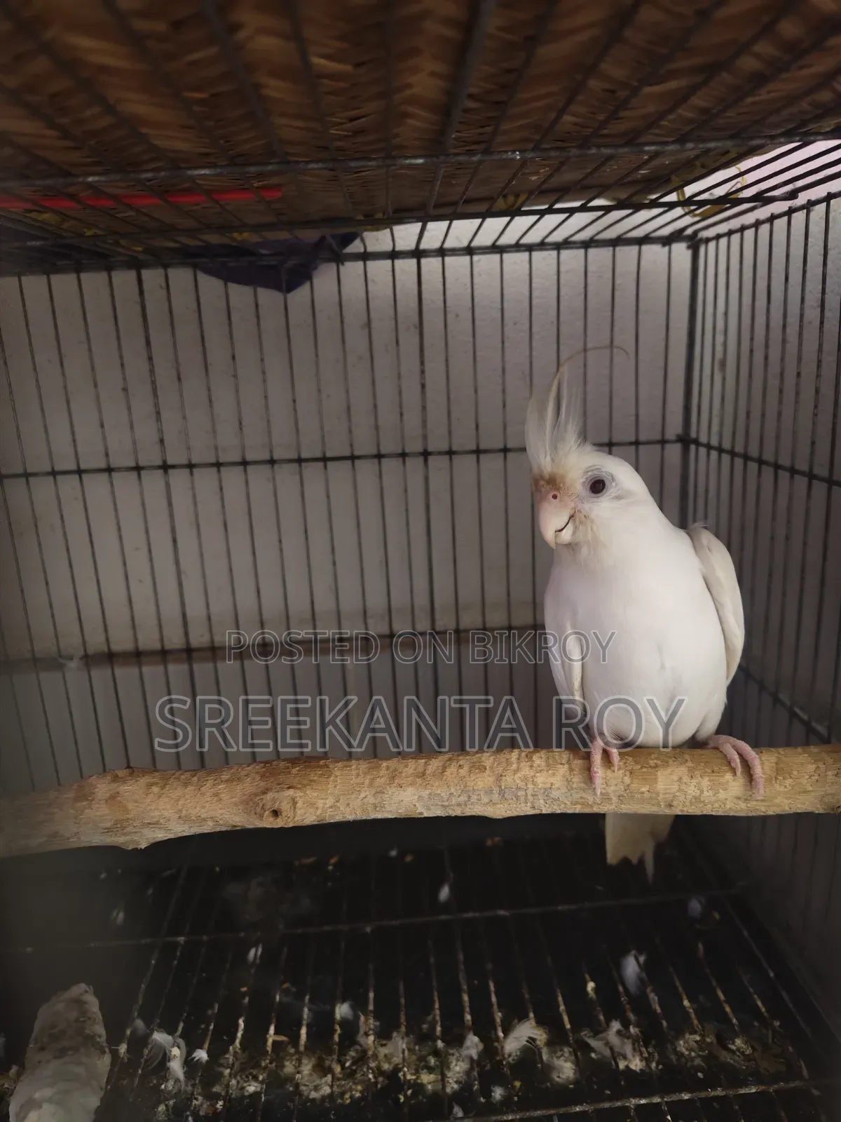 Albino Cockatiel