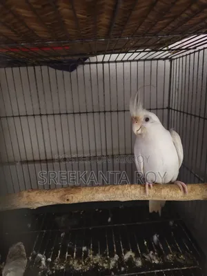 Albino Cockatiel