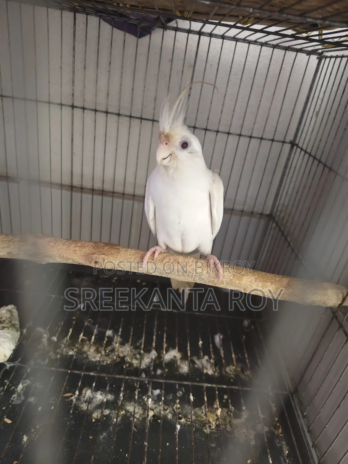Albino Cockatiel