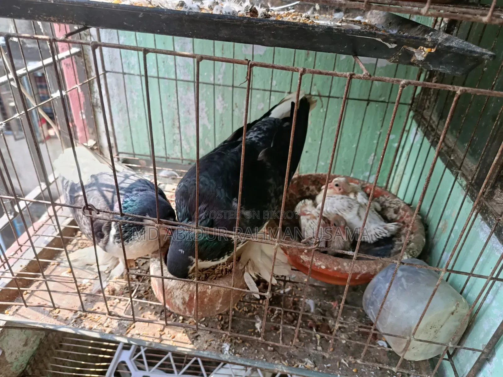A pair of Lahori Shirazi pigeons for sale.