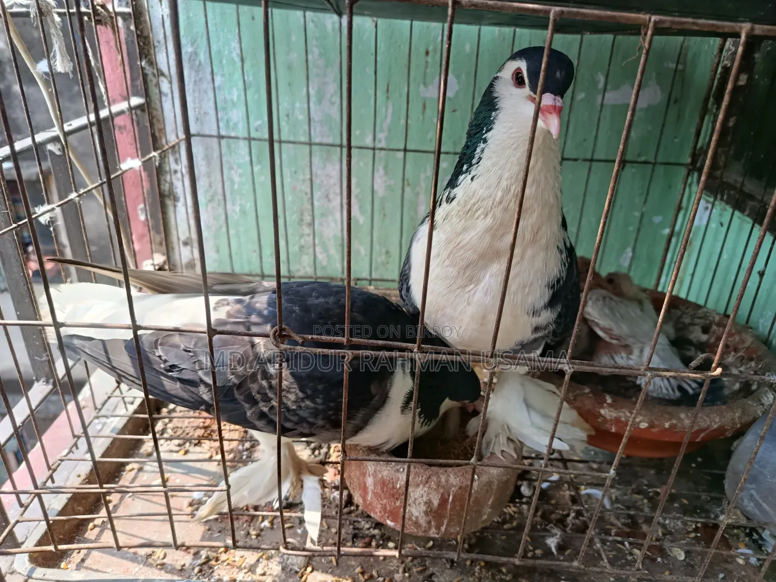 A pair of Lahori Shirazi pigeons for sale.