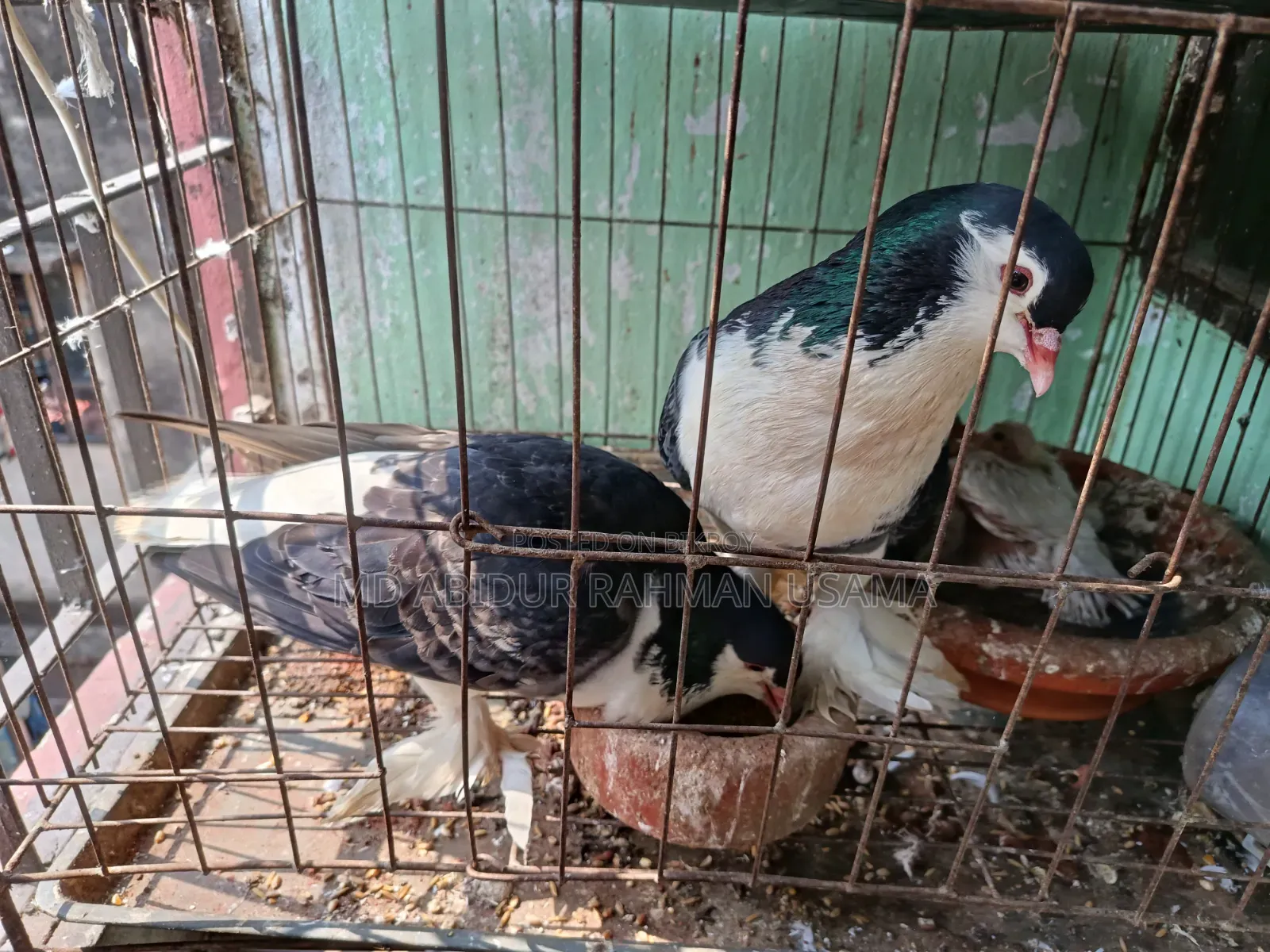 A pair of Lahori Shirazi pigeons for sale.
