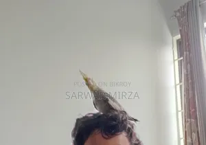 Cockatiel Bird