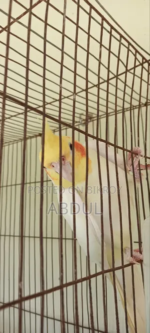 Cockatiel Male