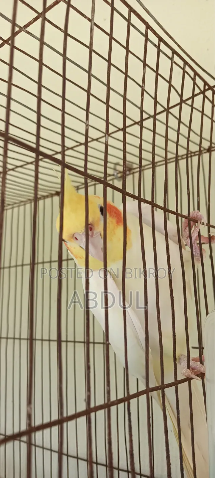 Cockatiel Male