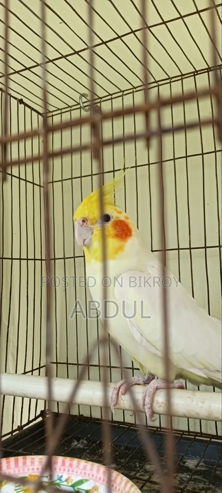 Cockatiel Male