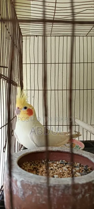 Cockatiel Male