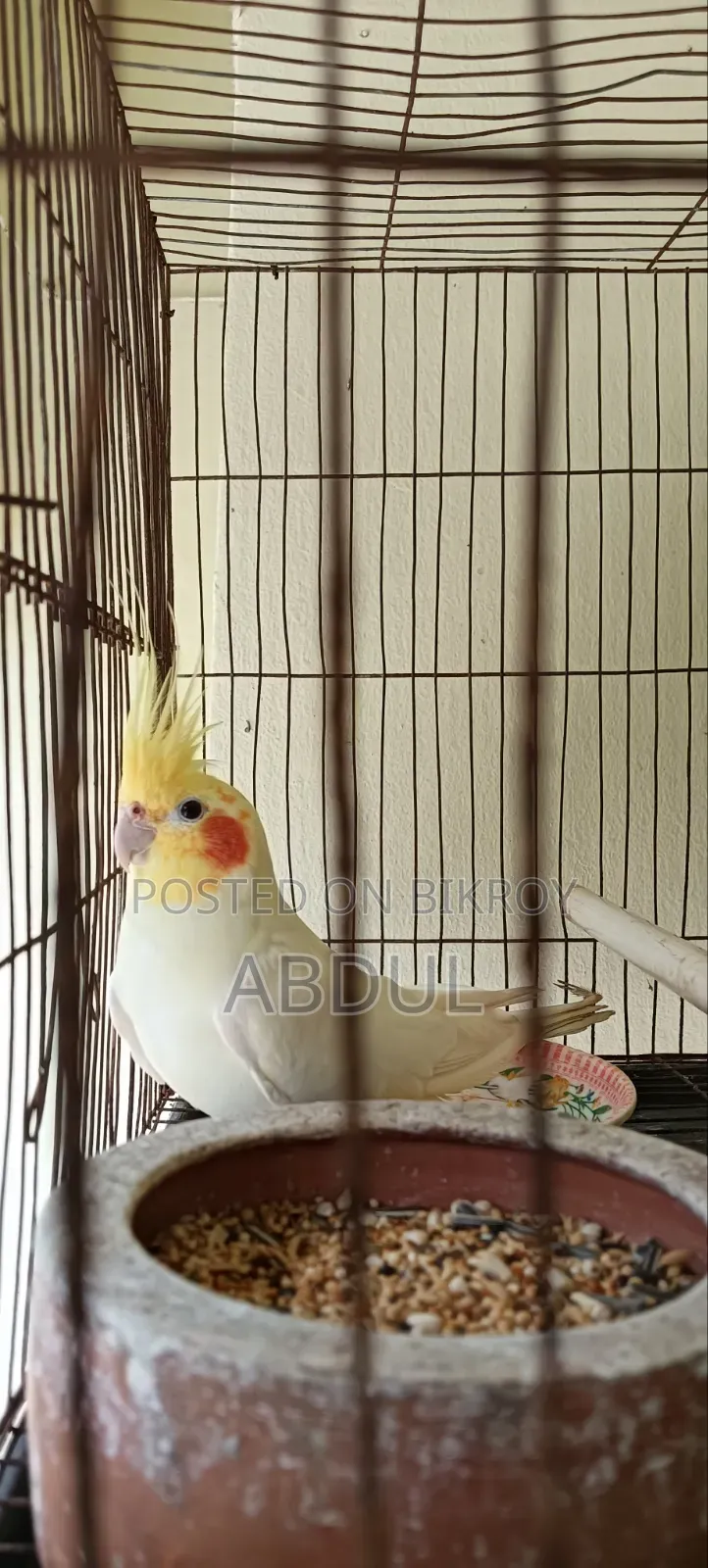 Cockatiel Male