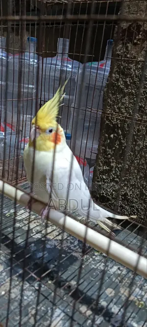 Cockatiel Male