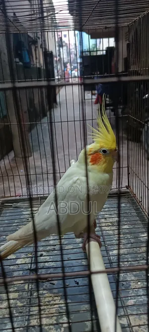 Cockatiel Male