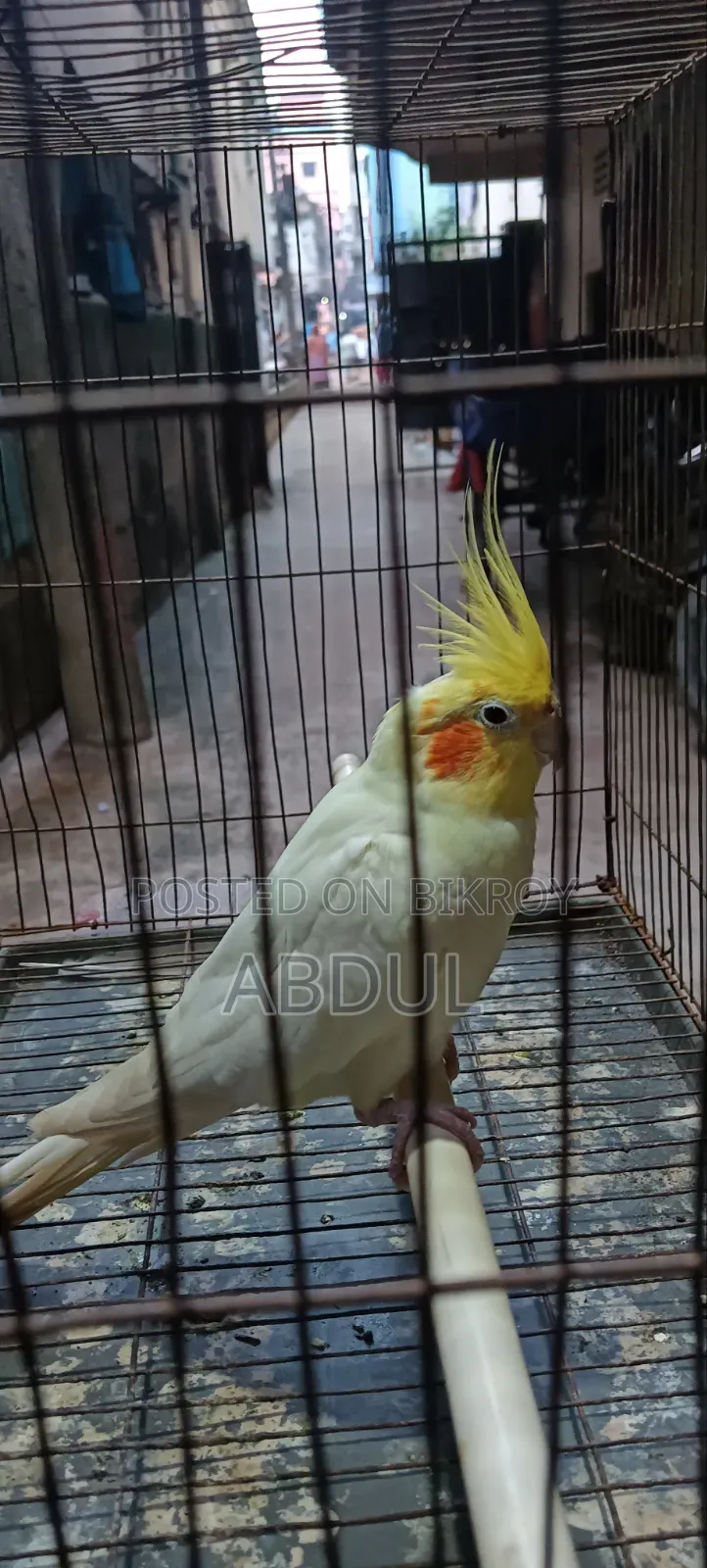 Cockatiel Male