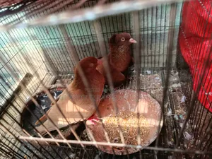 Bombay Coca and Giasli Female Pair Running for Sale
