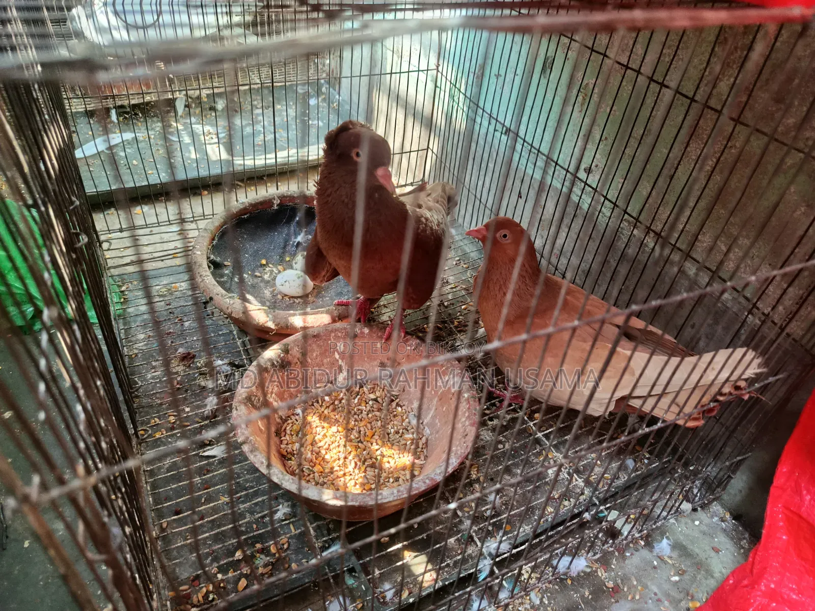 Bombay Coca and Giasli Female Pair Running for Sale