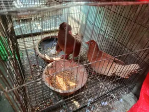Bombay Coca and Giasli Female Pair Running for Sale