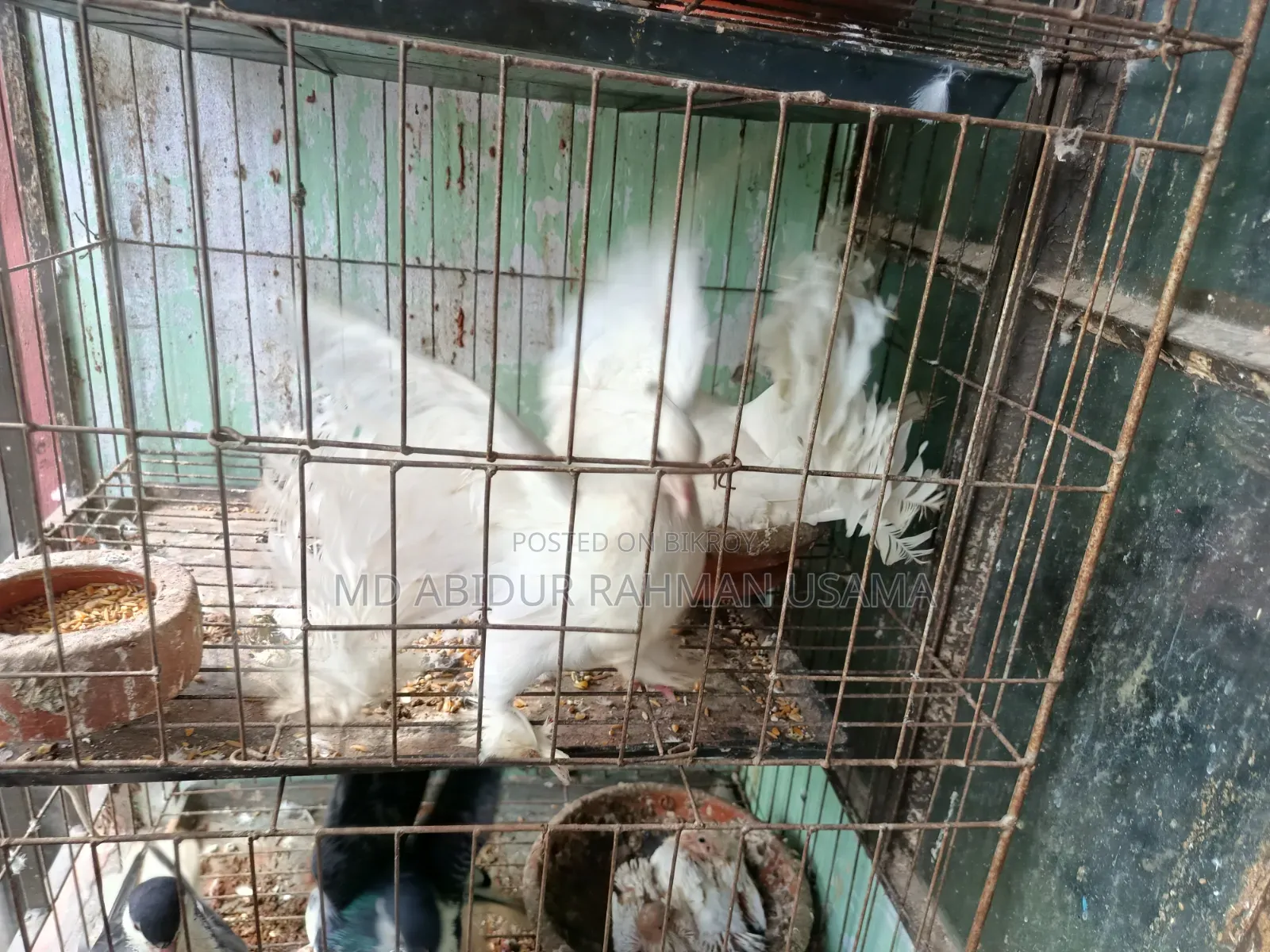 Indian (Fantail) Peacock Pigeon for Sale